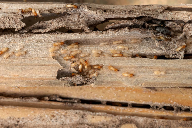 Best Wildlife Control Services  in Wauwatosa, WI